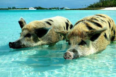 Dog relaxing in swimming pool