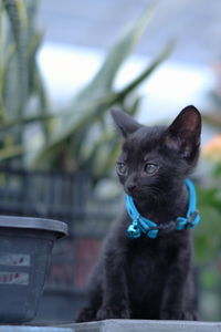 Close-up of cat sitting outdoors