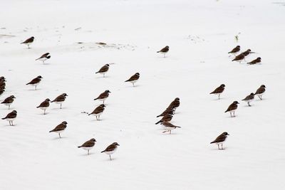 Wilson plovers on snowcapped field during winter