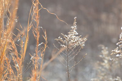 Close-up of frozen plant