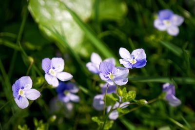 Close-up of purple flowers blooming