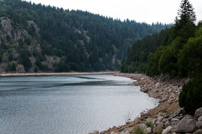 Scenic view of river in forest against sky