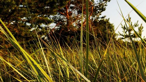 Close-up of grass growing on field against sky