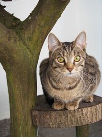 Portrait of cat sitting on wood