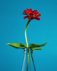 Close-up of red flower against blue background