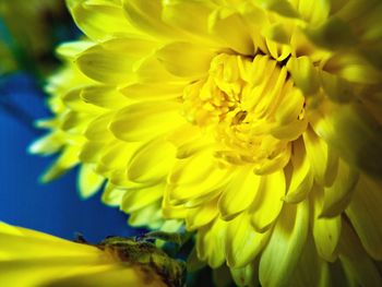 Close-up of yellow flower