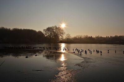 Swan on lake against clear sky during sunset