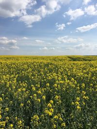 Scenic view of oilseed rape field against sky