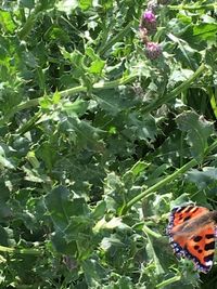 Close-up of butterfly on plants