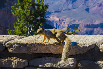 Squirrel on retaining wall