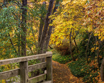 Trees in forest during autumn