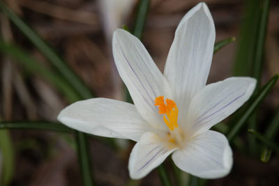 Close-up of white crocus flower