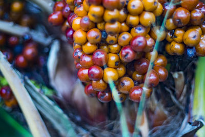 Close-up of grapes