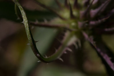 Close-up of fresh plant