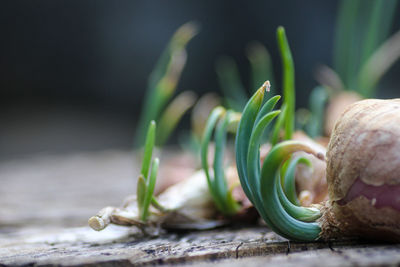 Close-up of vegetables on table