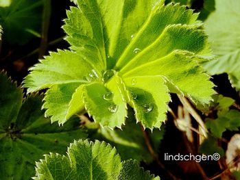 leaf
