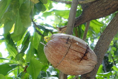 Close-up of insect on tree trunk