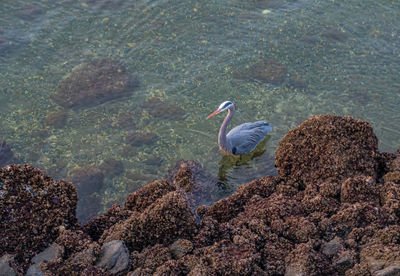 High angle view of gray heron perching on lake