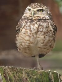 Close-up of owl perching outdoors
