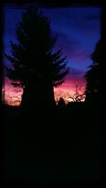 Silhouette of trees at sunset
