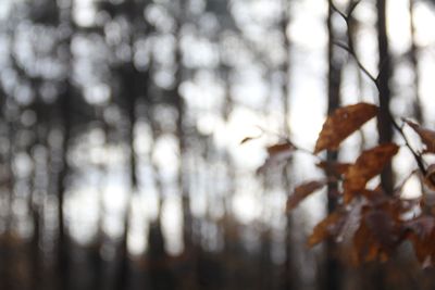 Close-up of tree branches during autumn