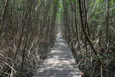 Footpath amidst trees in forest
