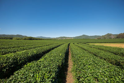 Scenic view of agricultural field against clear sky