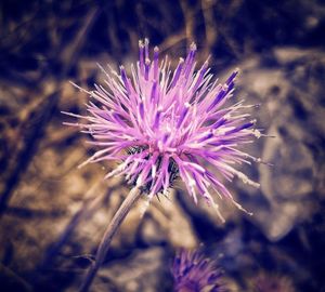 Close-up of thistle blooming on field