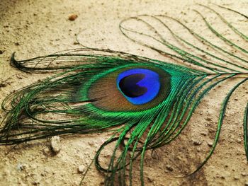 Close-up of peacock feather