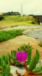 Close-up of purple flowers