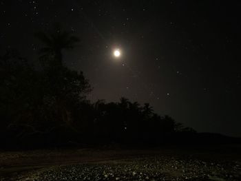 Low angle view of trees against sky at night