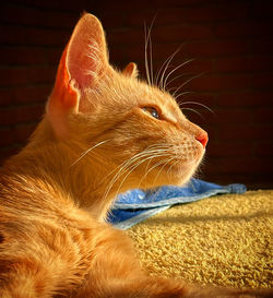 Close-up of a cat looking away