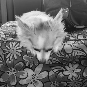 Close-up of puppy sleeping on bed at home