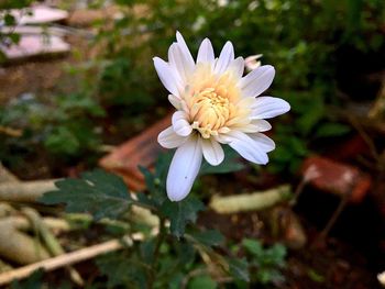 Close-up of white flower blooming outdoors