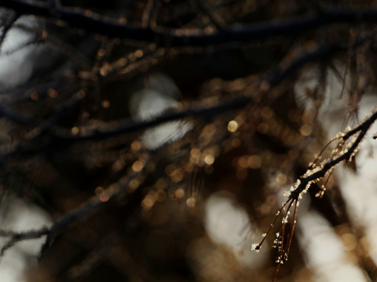 branch, selective focus, no people, nature, tree, beauty in nature, fragility, close-up, outdoors, day, freshness