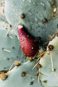 High angle view of insect on wet leaf