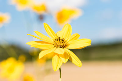 Close-up of yellow flower