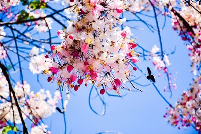 Low angle view of cherry blossoms in spring