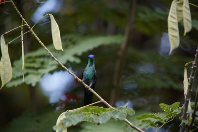 Close-up of bird perching on plant