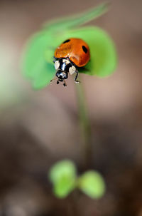 Close-up of ladybug on plant