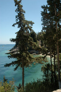 Trees by sea against clear blue sky