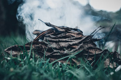 Close-up of dry leaves on field