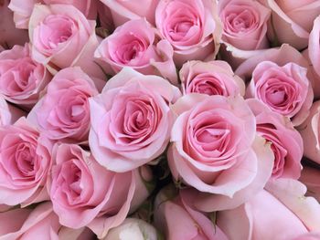 Close-up of pink roses