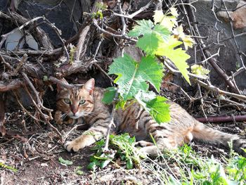 Portrait of cat sitting on grass