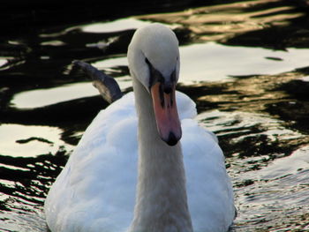 Close-up of swan swimming in lake