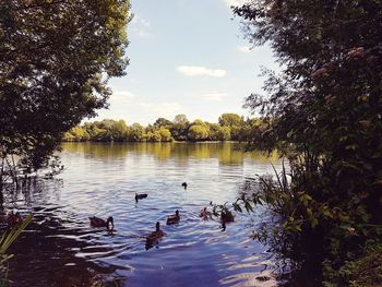 Swans swimming in lake against sky