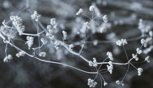 Close-up of white flowering plant