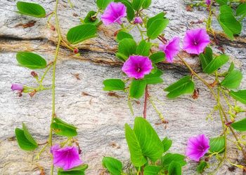 High angle view of pink flowers blooming outdoors