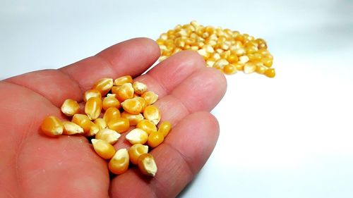 Close-up of hand holding orange over white background