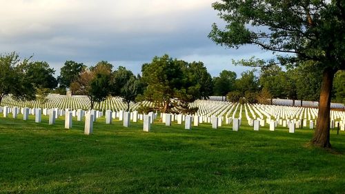 Trees in cemetery against sky